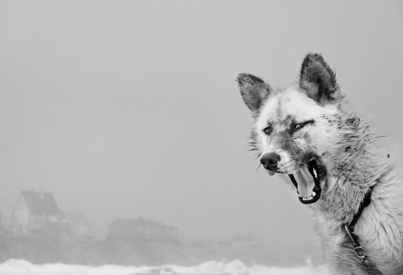 Sled Dog, Thule, Greenland, 1987