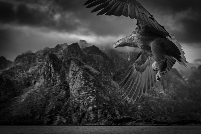 Eagle, Lofoten, Norway, 2018