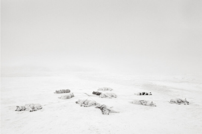 Sled Dogs Lying on the Sea Ice, Thule, Greenland, 2010  - 90 x 60 cm